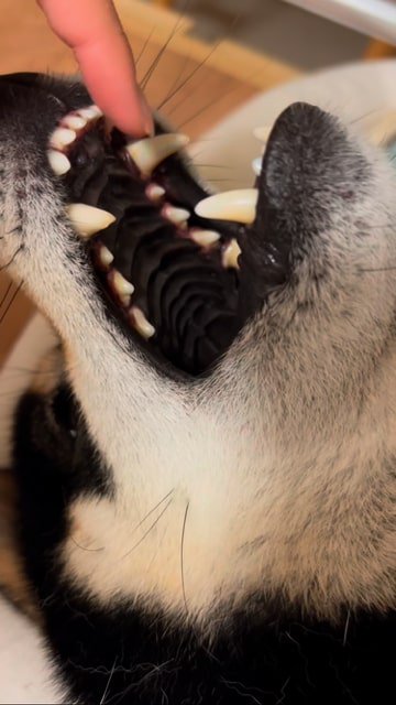 大きな口を開ける柴犬、指を入れる飼い主