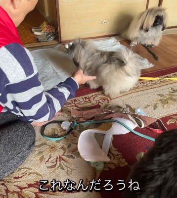 「これ、なんだろうね？」
