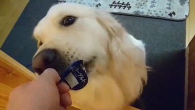 ヨーグルトを欲しがるギンちゃん7