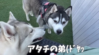 改めてドヤ顔で赤ちゃんを紹介