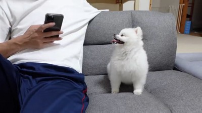 男性を見る犬