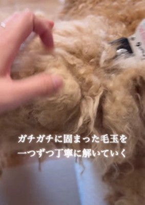ガチガチの毛玉をカット