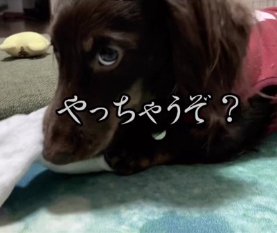 おもちゃを咥える小型犬