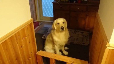 ヨーグルトを欲しがるギンちゃん