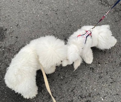 ビションフリーゼ