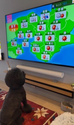 天気予報をチェックするCOCOちゃん