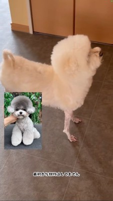 トリミング参考画像と実際の仕上がりの比較