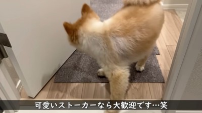 振り返る犬