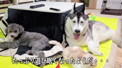 みんなでお昼寝