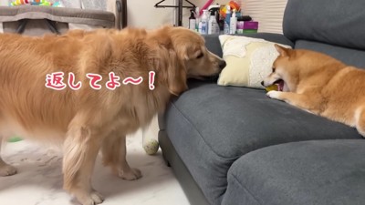 「返してあげて~!!」