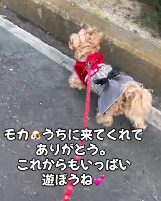 「これからもいっぱい遊ぼう!」