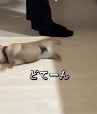倒れる子犬2