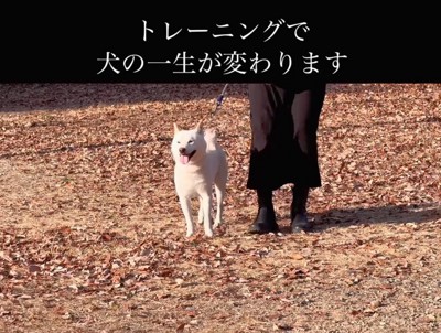 隣に座る柴犬