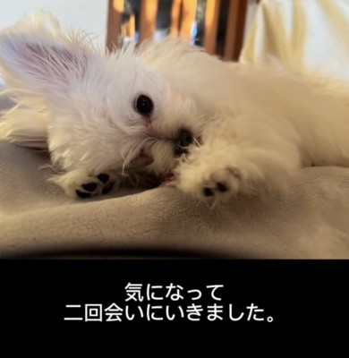 横になって見つめる犬