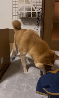 赤ちゃん犬が脱走した時のまめちゃん9