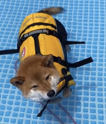 プールに浮かぶ犬1