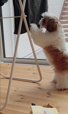 おもちゃを干した時のちゃぽちゃん3