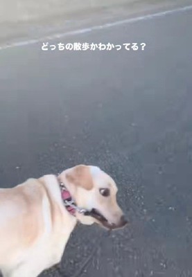 「ホラ！もっと走って！！」