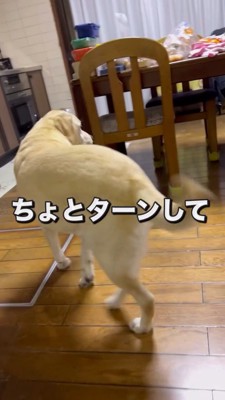 部屋の中へ戻る犬