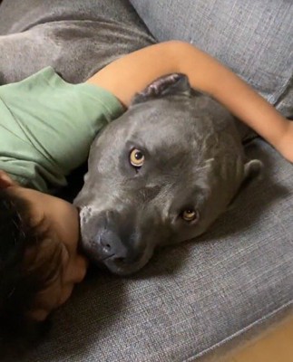 男の子を抱きしめながら視線を飼い主に向ける犬