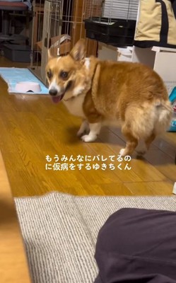 こちらを見るゆきちくん