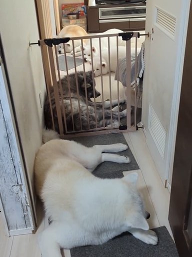 家の中でくつろぐ5頭の秋田犬