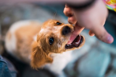 人の指を噛む犬