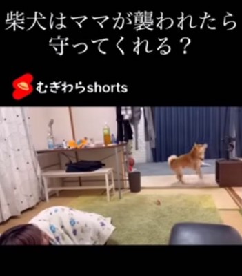 柴犬こむぎくんと横たわるママ