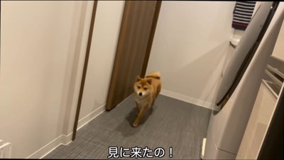 お風呂場に寄ってきた雌の犬