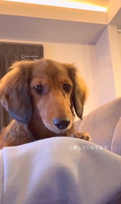 パパとママに寄り添うビッシュちゃん9