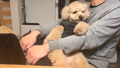 男性のひざに乗る犬