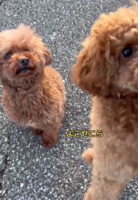 待てなかった！！