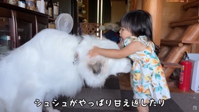 2歳児に甘える超大型犬