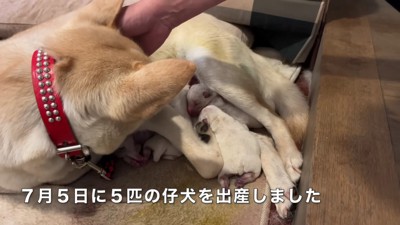保護犬から生まれた子犬
