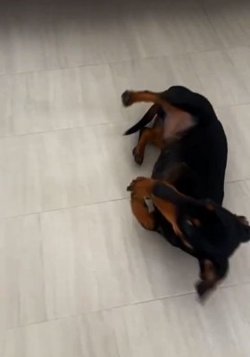 転がるオーレくん