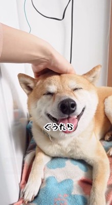 頭を撫でられて笑顔になる犬