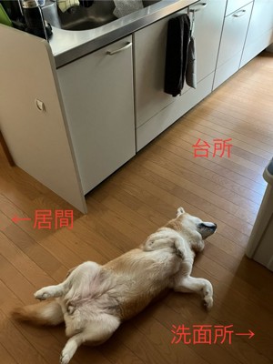 柴犬