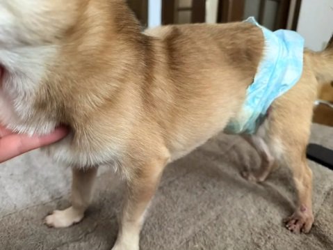 ふっくらしたおもちちゃん