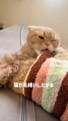 横になっている犬を舐める猫