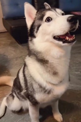 母犬もおしゃべり♪