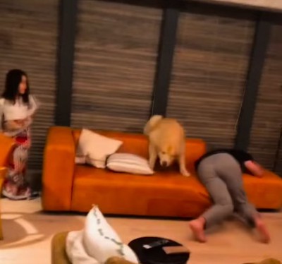 大型犬に押し倒される人