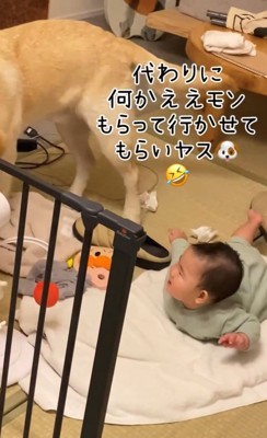 犬が赤ちゃんのおもちゃを選んでいるシーン