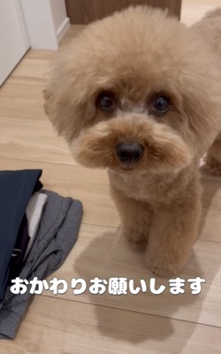 畳んだ洗濯物と犬