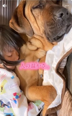 女の子にキスされる犬