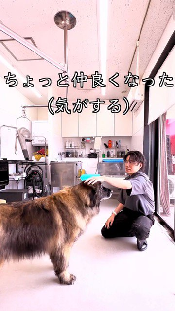 トリマーさんに撫でられる大型犬