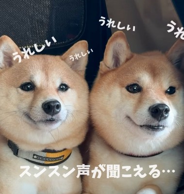 鼻が鳴る柴犬
