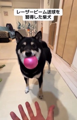 正面を見るもずくくん