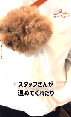洋服の中に入る犬