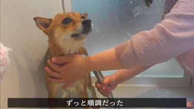 とってもお利口にできた