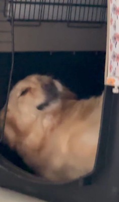 モコちゃんの寝起きの瞬間8